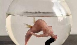 如果人类成为食物在线观看,在线观看揭秘